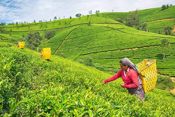 Nuwara Eliya